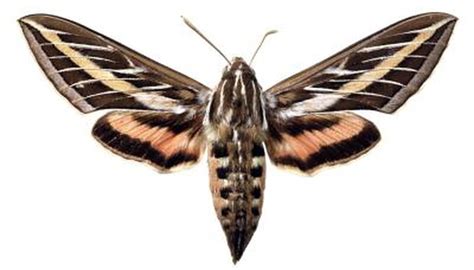 Life Cycle of the Sphinx Moth | Animals - mom.me