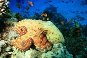 Octopus Habitat