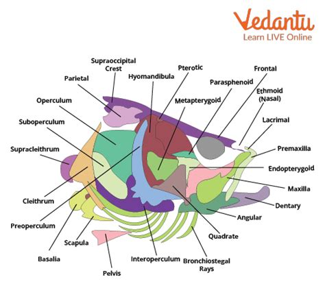 Fish Skeleton Labeled