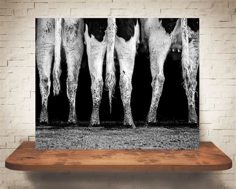 Cow Photograph Black White Photography Fine Art Print Farm Wall Decor ...