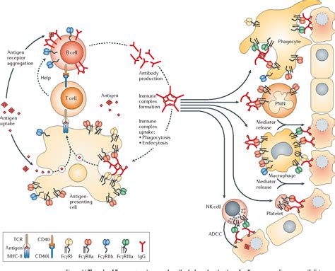 Fc receptor-targeted therapies for the treatment of inflammation, cancer and beyond | Semantic ...