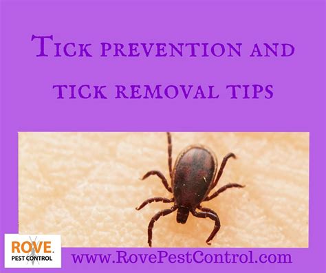 Tick prevention and tick removal tips - Rove Pest Control