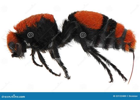 Red Velvet Ant stock photo. Image of isolated, dasymutilla - 23122480