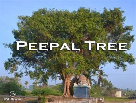 Peepal Tree – Significance and Importance | RitiRiwaz