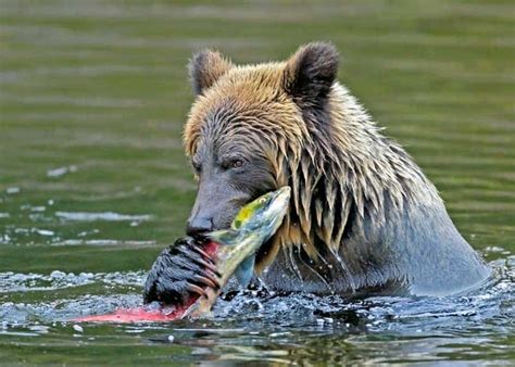 What Do Bears Eat? Diet of All 8 Species (Omnivore Foods) | Storyteller ...