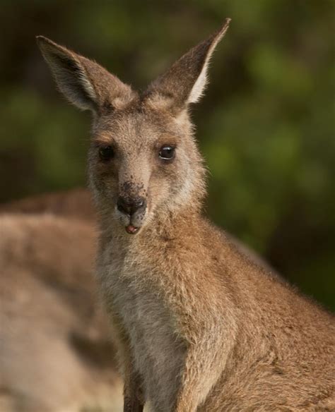 Baby Kangaroo Wallpaper - WallpaperSafari