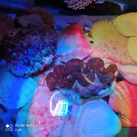 Maxima Clam turning brown from light? | Reef2Reef