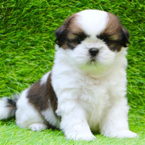 Shih Tzu for Sale, Shih Tzu Puppies for Sale Near Me - Dav Pet Lovers