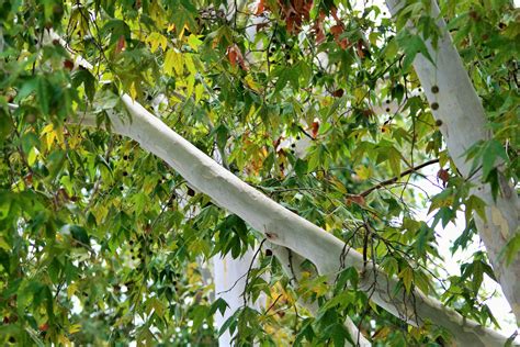 White Branches, Maple Tree Free Stock Photo - Public Domain Pictures