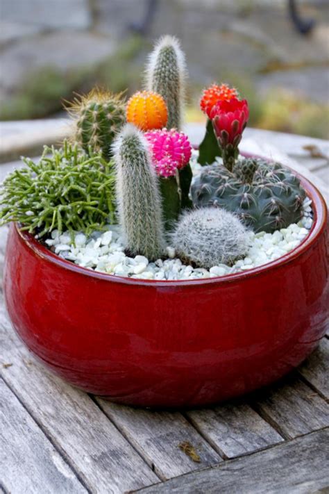 DIY Cactus Dish Garden | HGTV