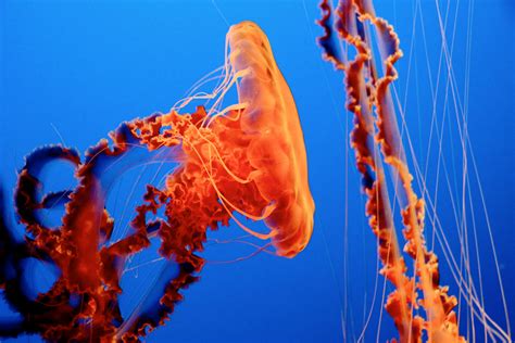 Exploring Types of Invertebrates - Ocean Conservancy