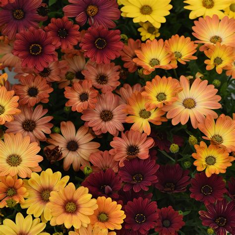 Drought Tolerant Osteospermum Akila Sunset Shade African Daisies Seeds - 20 Seeds - Walmart.com