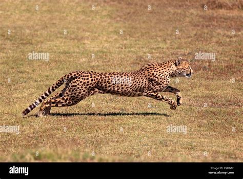 Cheetah (Acinonyx jubatus), adult, hunting, running, South Africa, Africa Stock Photo - Alamy