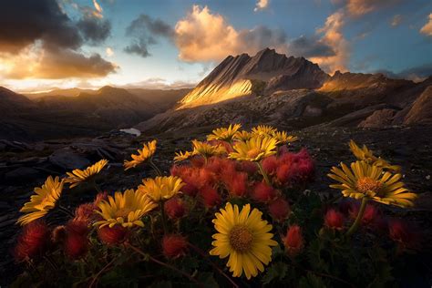 Sunflowers with green leaves, nature, mountains, colorful, flowers HD wallpaper | Wallpaper Flare