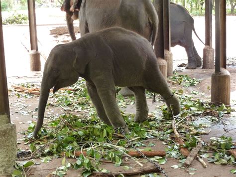 Elephant Orphanage In Sri Lanka Isn’t Actually A Sanctuary At All - The ...