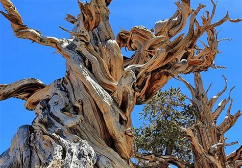 Methuselah 5 Oldest Trees in the World www.factsharing.info/nature/5-oldest-trees-in-the-world ...