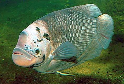 Giant gourami - Alchetron, The Free Social Encyclopedia