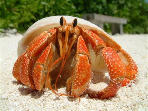 Types of Crabs: Learn all about the different crabs species.