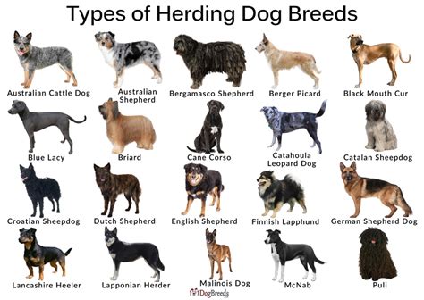 Sheepdog Breeds List