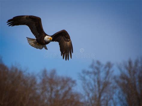 Bald Eagle Hunting stock photo. Image of hunter, prey - 93835870