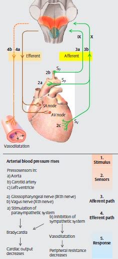 Baroreceptor Reflex Animation Video - MedchromeTube