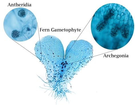 Fern Gametophyte