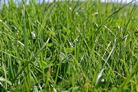 Perennial Ryegrass