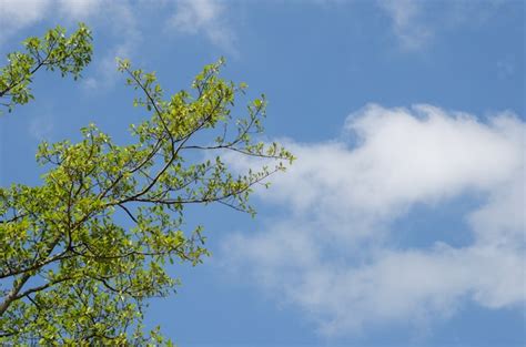 Premium Photo | Tree on sky background