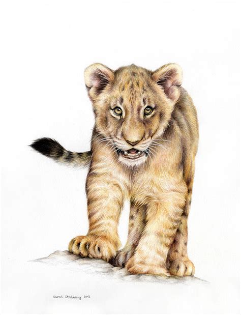 Lion Cub Colour Pencil Drawing Painting by Sarah Stribbling