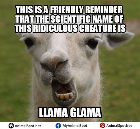 Llama Memes