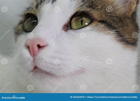 Cat facial expressions stock photo. Image of facial - 202365870