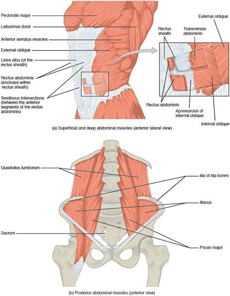 Abdomen (Anatomy): Definition, Function, Muscles | Biology Dictionary