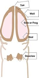 Goat Pedicures: How to Trim Goat Hooves