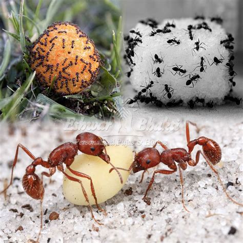 Feed Ants - Offer sugar flour balls to Ants online to attract Fortune