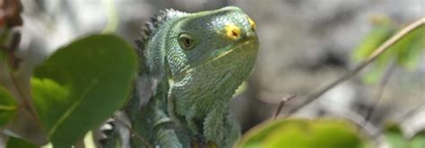 The Critically Endangered Fijian Crested Iguana - NatureFiji - MareqetiViti