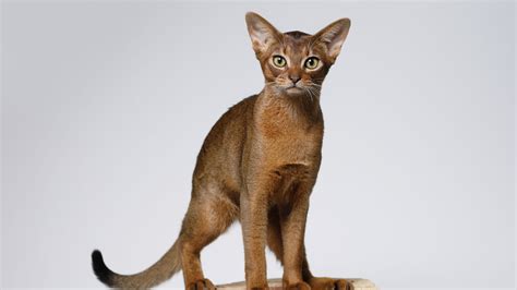 Abyssinian Cat Breed: Characteristics, Temperament, Cat Care