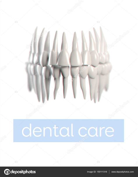 Human teeth anatomy model Stock Photo by ©AnatomyInsider 150111318