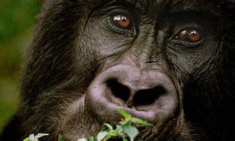 Congo Rainforest Endangered Animals | RAINFOREST ANIMAL