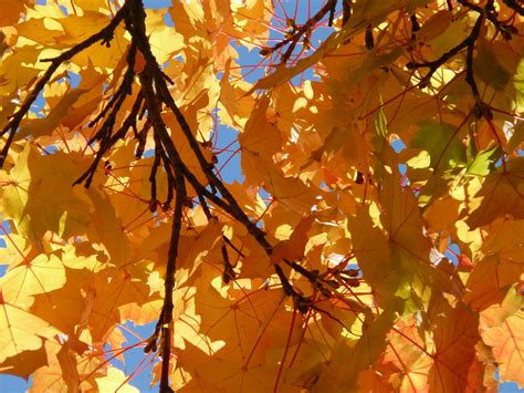 autumn, beauty in nature, low angle view, golden yellow, sunlight, orange, fall leaves, full ...