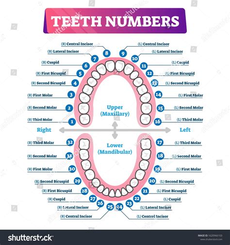 Teeth numbers oral cavity scheme with upper and lower jaws and incisor, cuspid, bicuspid and ...