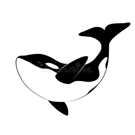 Isolated Black Silhouette of Orca Whale on White Background. Killer Whale Stock Vector ...