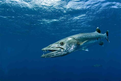 Barracuda Facts