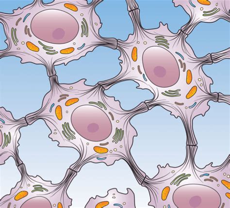 What is the Difference Between Adherens Junctions and Desmosomes | Compare the Difference ...