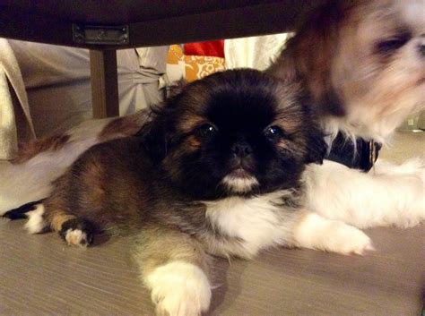 Shih Tzu And Pekingese Mix - Shih Tzu Dog