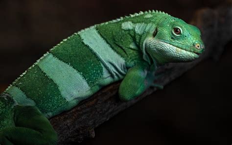 Fiji banded iguana 2407821 Stock Photo at Vecteezy