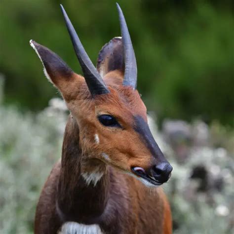 Bushbuck - Facts, Diet, Habitat & Pictures on Animalia.bio