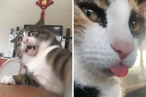 50 Times Felines Pulled a Funny Cat Face | Bored Panda