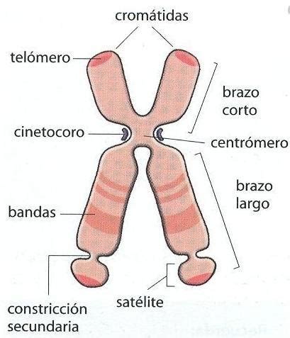 Identifica las partes del cromosoma que se señalan en la imagen. - Brainly.lat