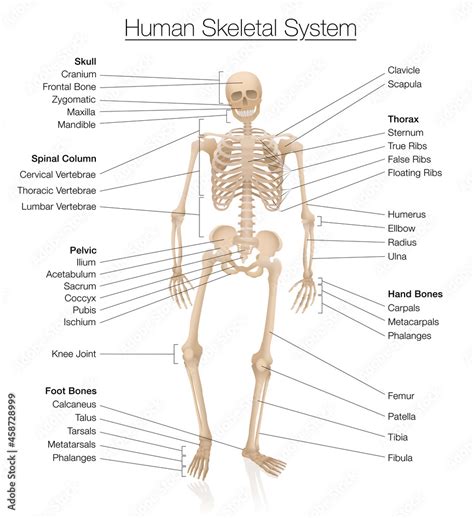 Skeletal system chart. Human skeleton labeled with most important bones like skull, spinal ...