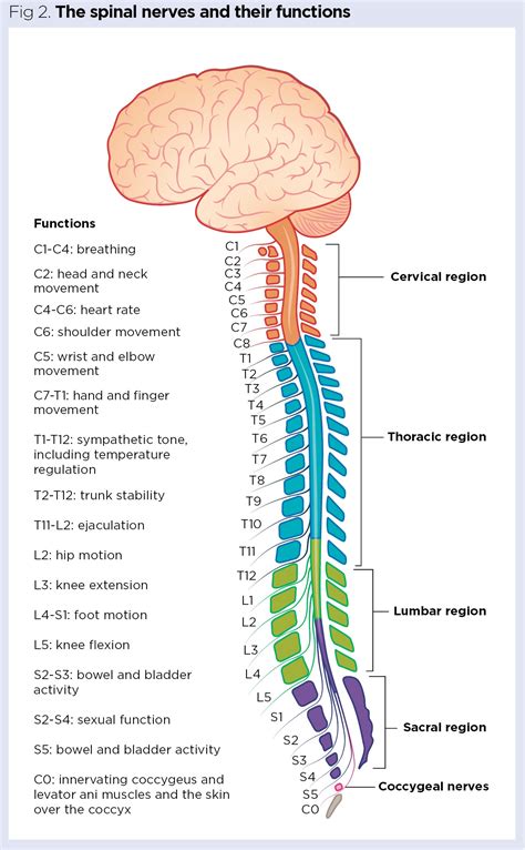 Spinal Cord And Spinal Nerves Diagram